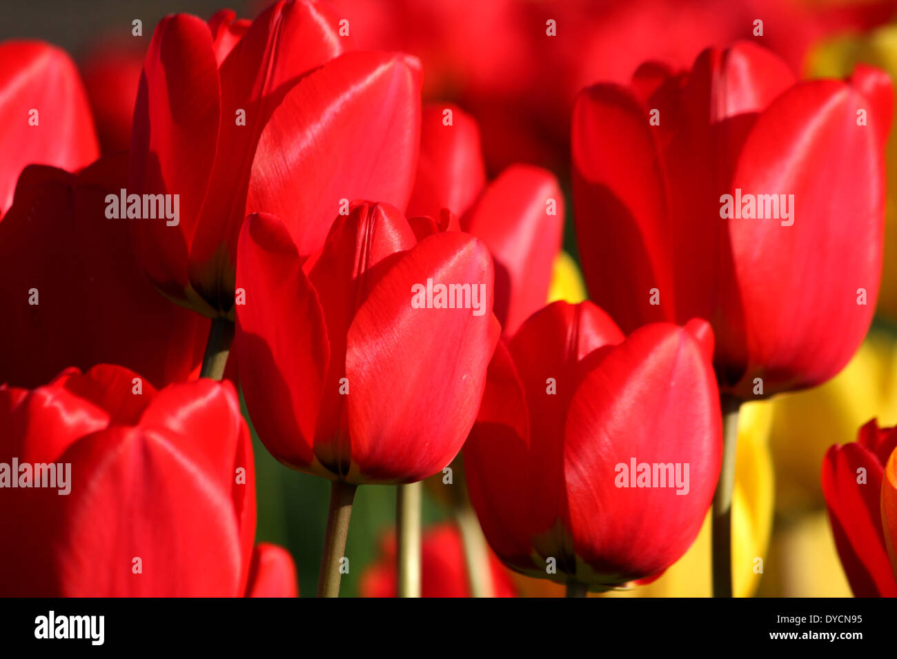 File:Full bloom fiery tulips - panoramio.jpg - Wikimedia Commons