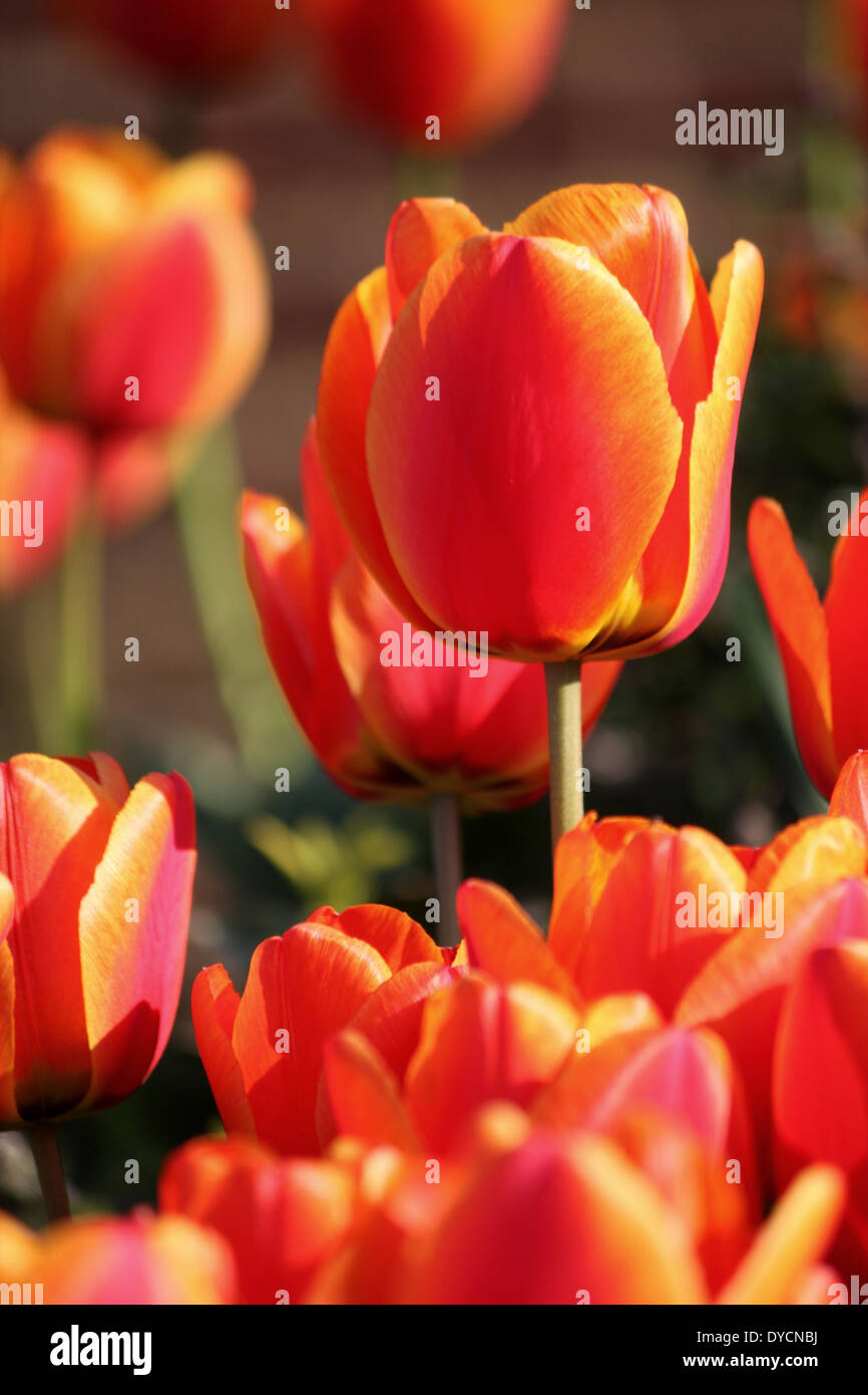 Orange and yellow tulips in bloom Stock Photo - Alamy