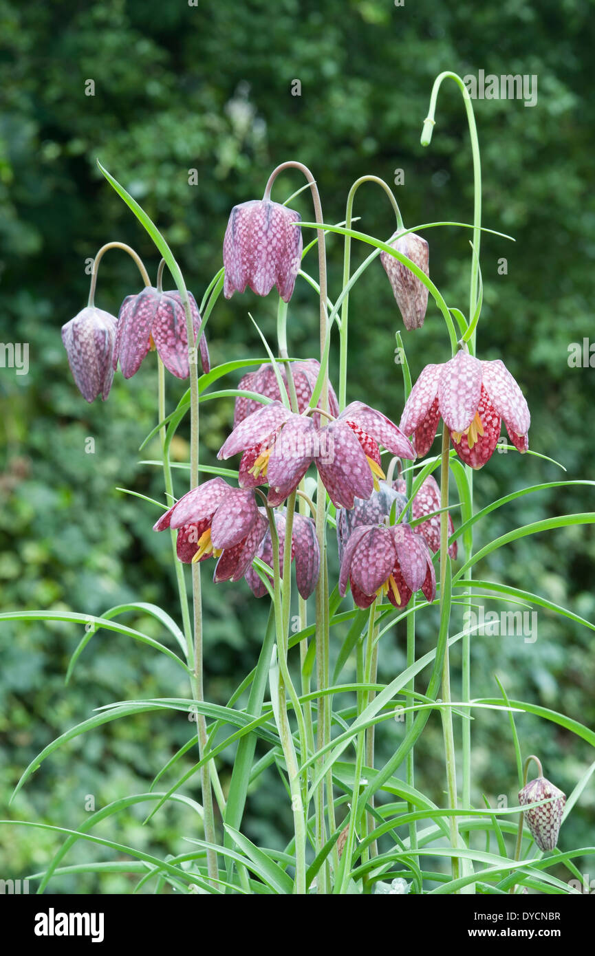 Snakeshead Fritillary Stock Photo