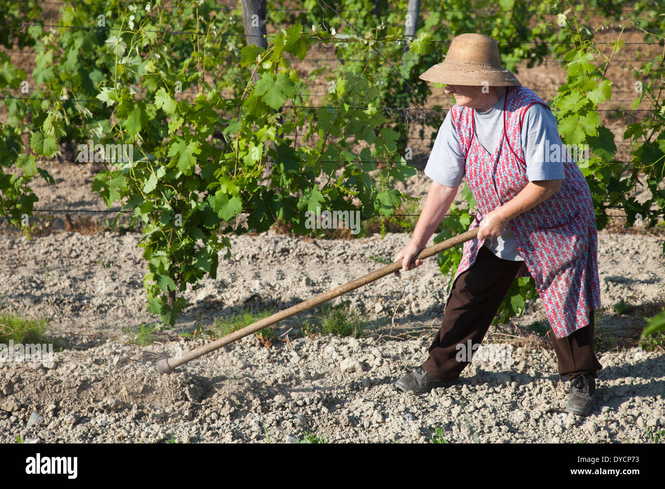 wonam working in the vineyards, rosignano monferrato, monferrato, piemonte, italy, europe Stock Photo