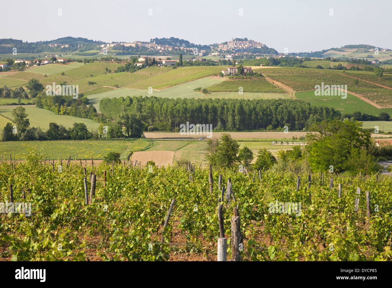 vineyards in rosignano monferrato, monferrato, piemonte, italy, europe Stock Photo