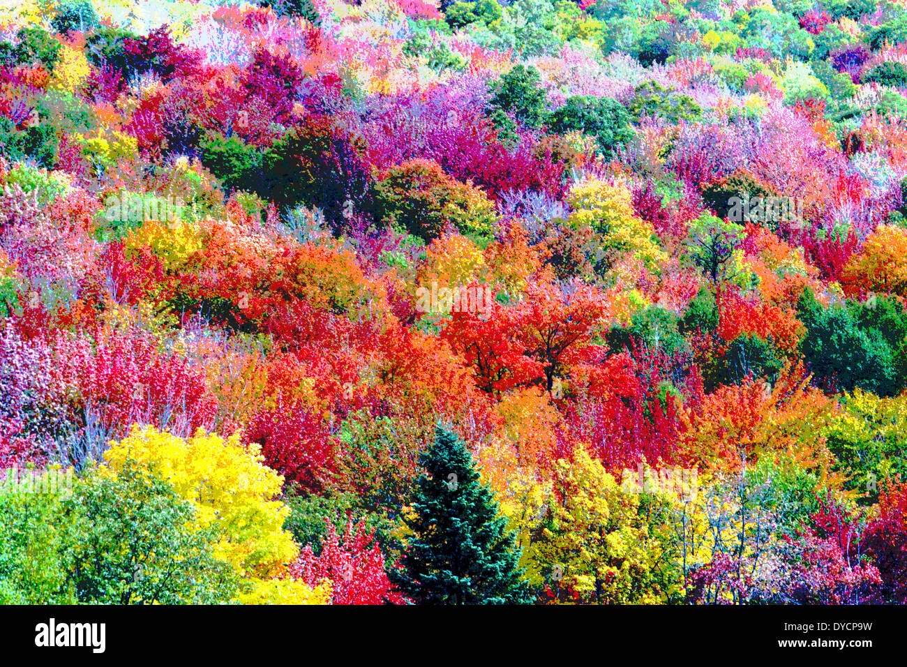 The multicolored leaves of trees during autumn in New England, USA, have been digitally altered to create a vibrant painting of Fall Foliage. Stock Photo