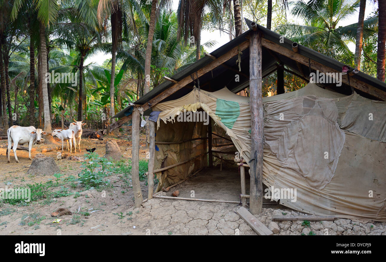 Cows on a small holding farm next to their shelter with scrim walls to help  stop mosquitoe attack at night in O Sra Lav village Battambang, Cambodia Stock Photo