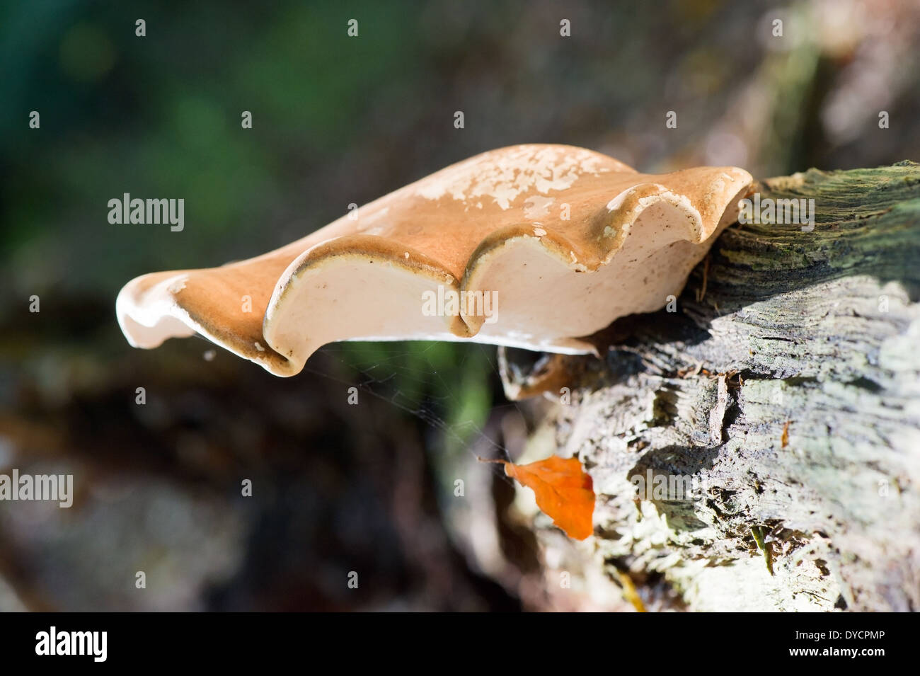 Ganoderma applanatum on birch tree Stock Photo