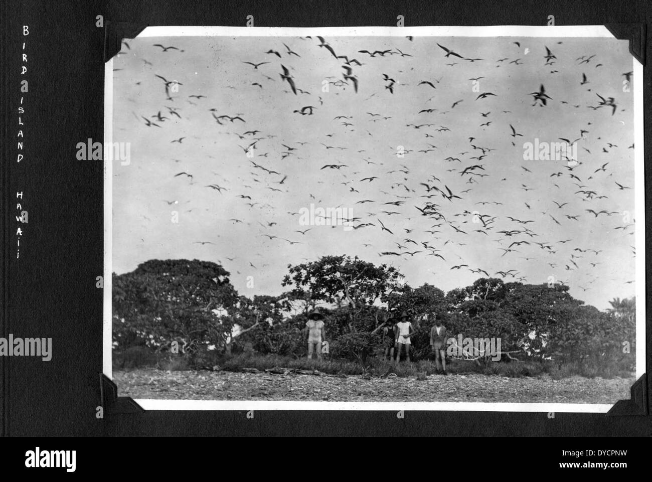 AL246 032 Bird Island TH Stock Photo Alamy