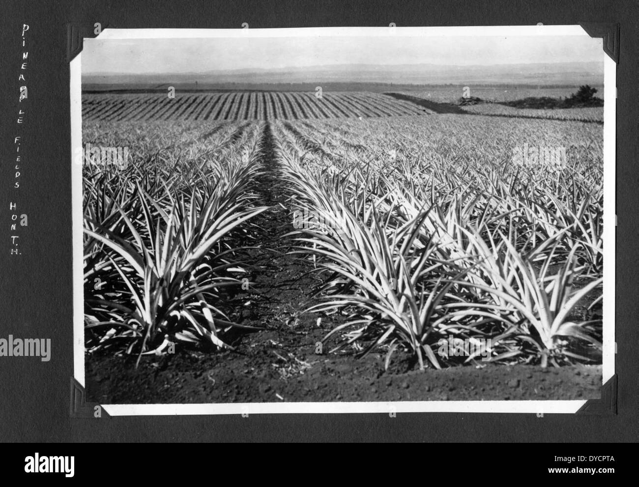 AL246 004 Pineapple fields near Honolulu Stock Photo Alamy