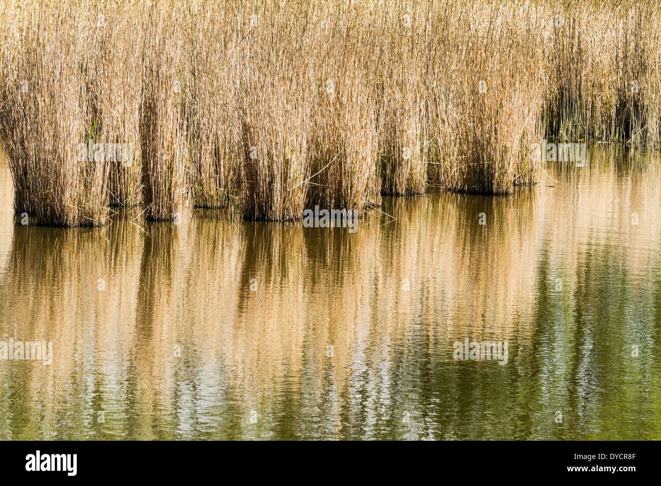 This reed is so beautiful with reflection on water Stock Photo