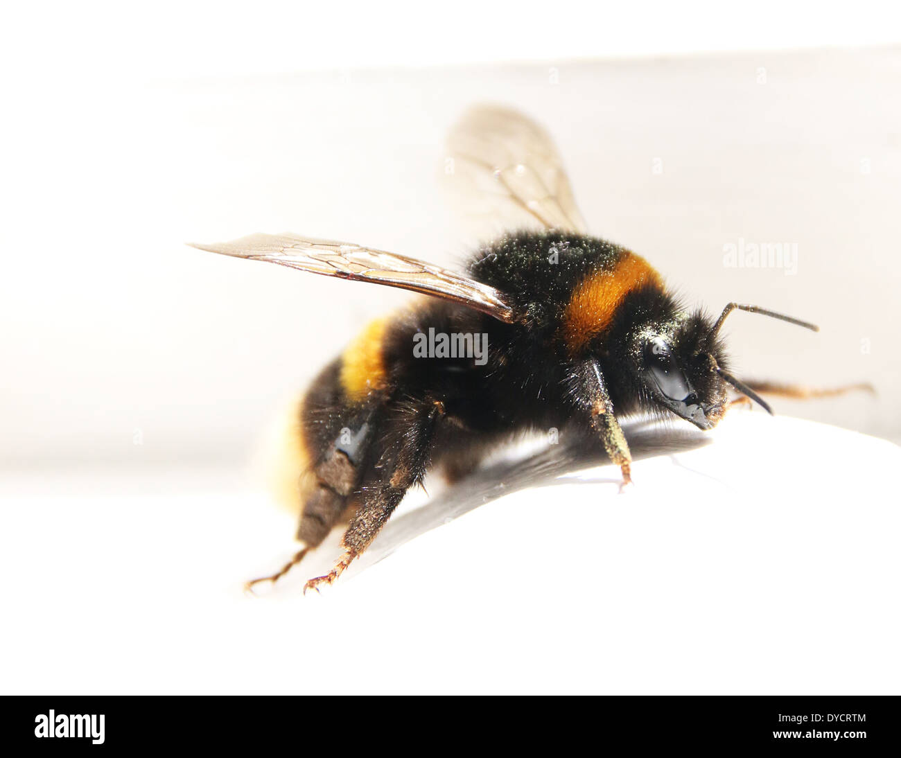 First Bumblebee of Spring Stock Photo