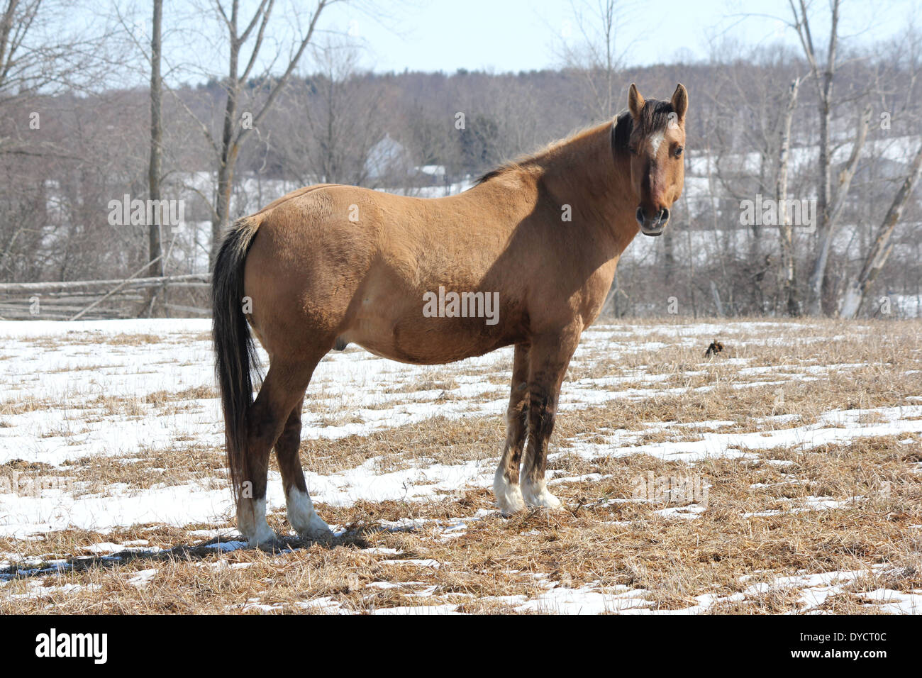 Horse standing still hires stock photography and images Alamy