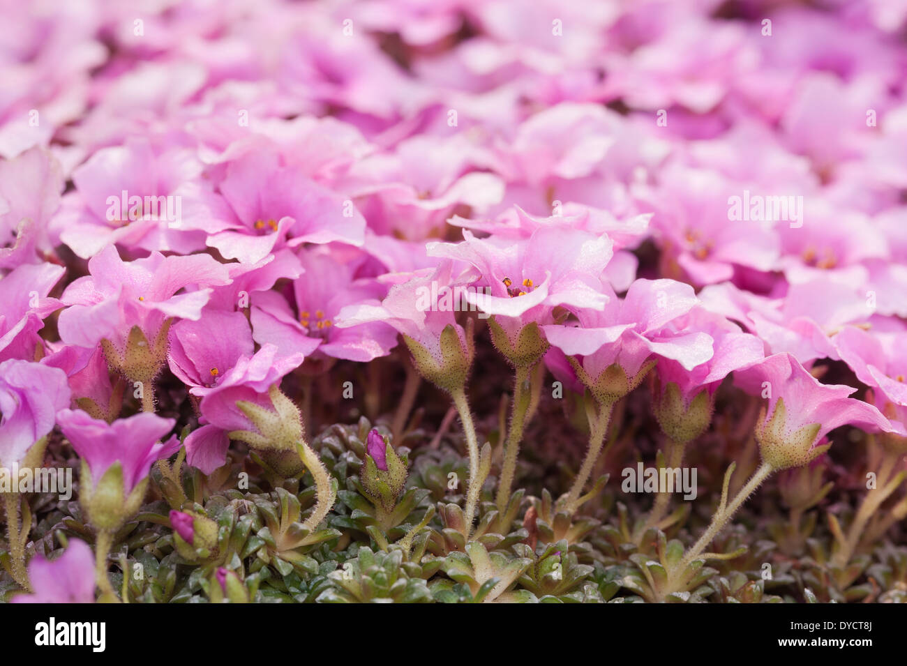 Alpine purple saxifrage minute pink flowers create a micro carpet of bloom in early Spring Stock Photo