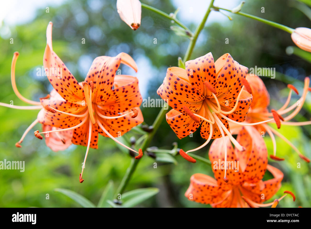 Flowers of the Tiger lily, Lilium lancifolium in South Korea Stock