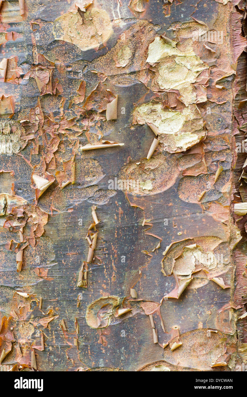 Flaking, peeling brown bark of the paperbark maple, Acer griseum Stock Photo