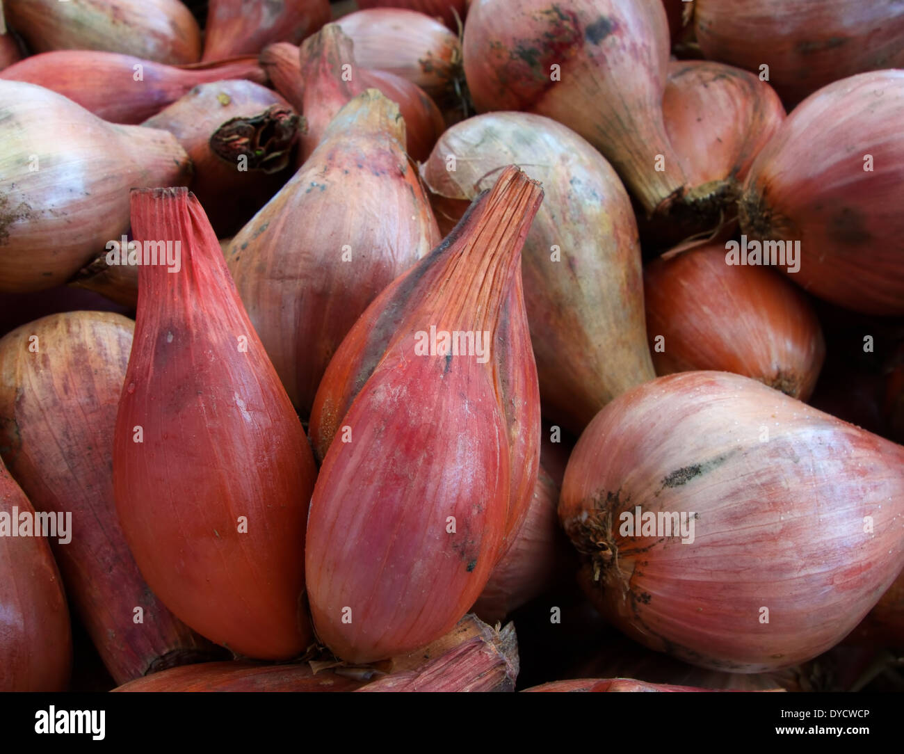 Pile of Shallots at the farmers market Stock Photo