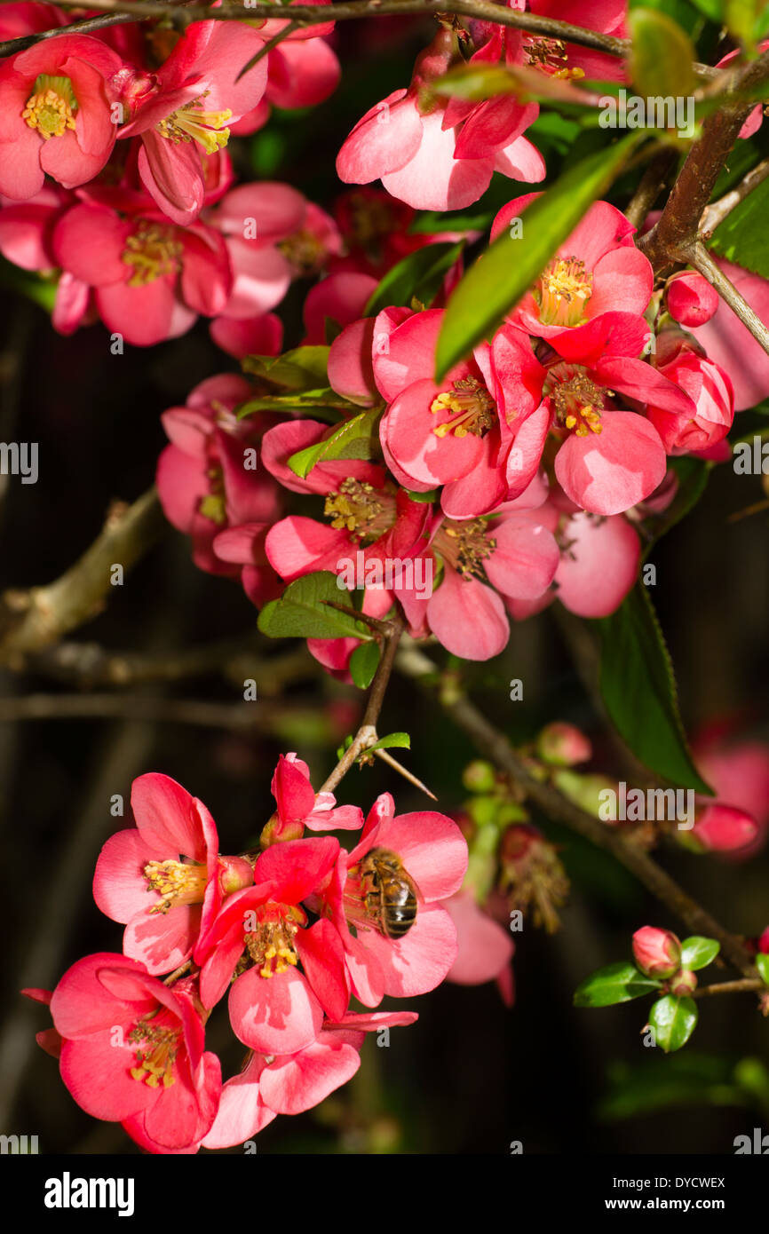 Flowers of the hybrid Japanese quince, Chaenomeles x superba 'Pink Lady' Stock Photo