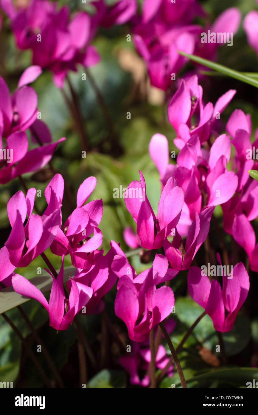 Massed flowers of Spring sowbread, Cylamen repandum, in a shaded border ...