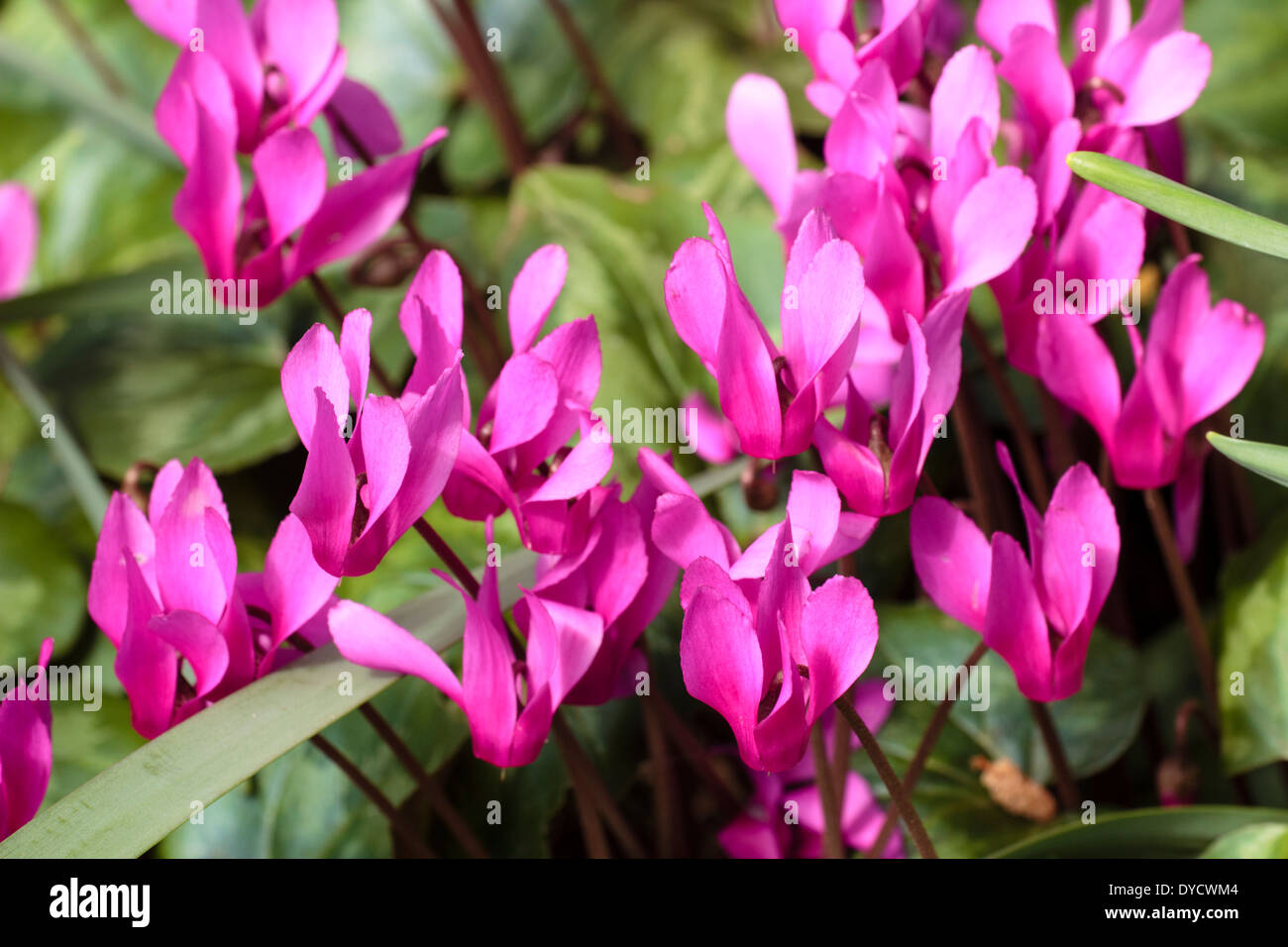 Massed flowers of Spring sowbread, Cylamen repandum, in a shaded border ...