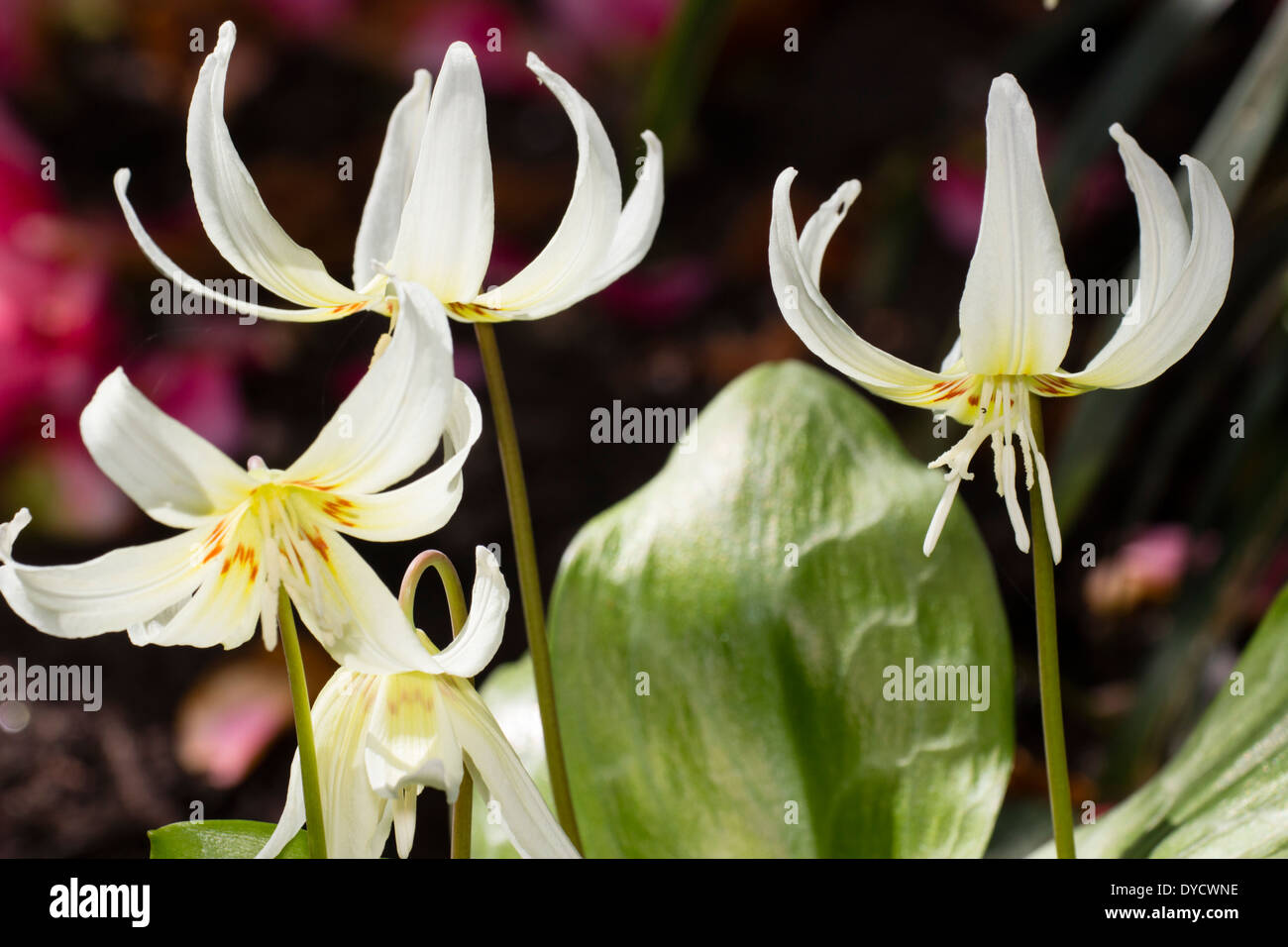 Flowers of the trout lily, Erythronium californicum 'White Beauty
