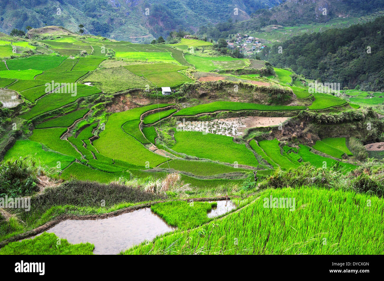 Rice terrace in Cordillera mountains, Philippines Stock Photo - Alamy
