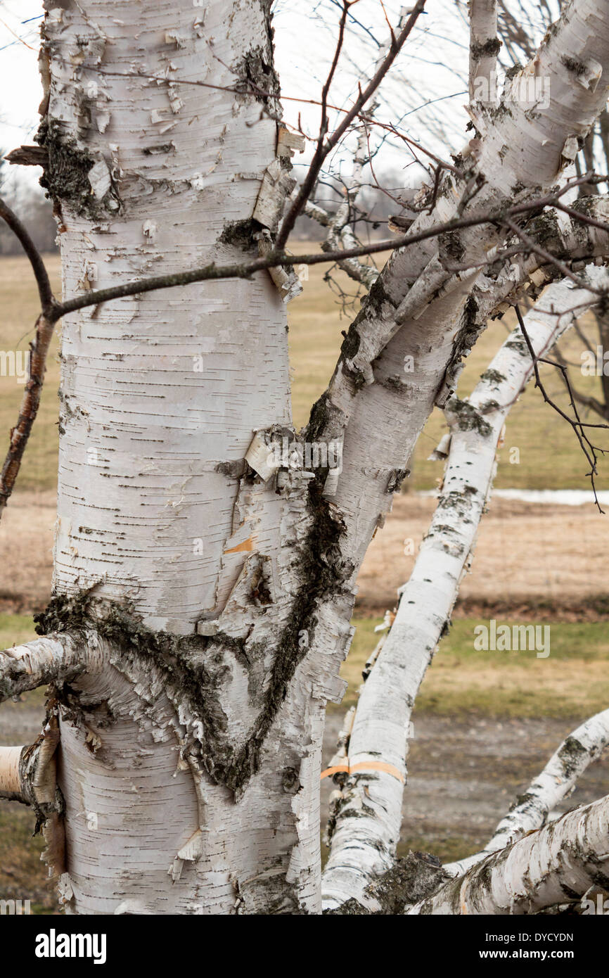 Close Up Of Birch Tree And Branches Stock Photo Alamy