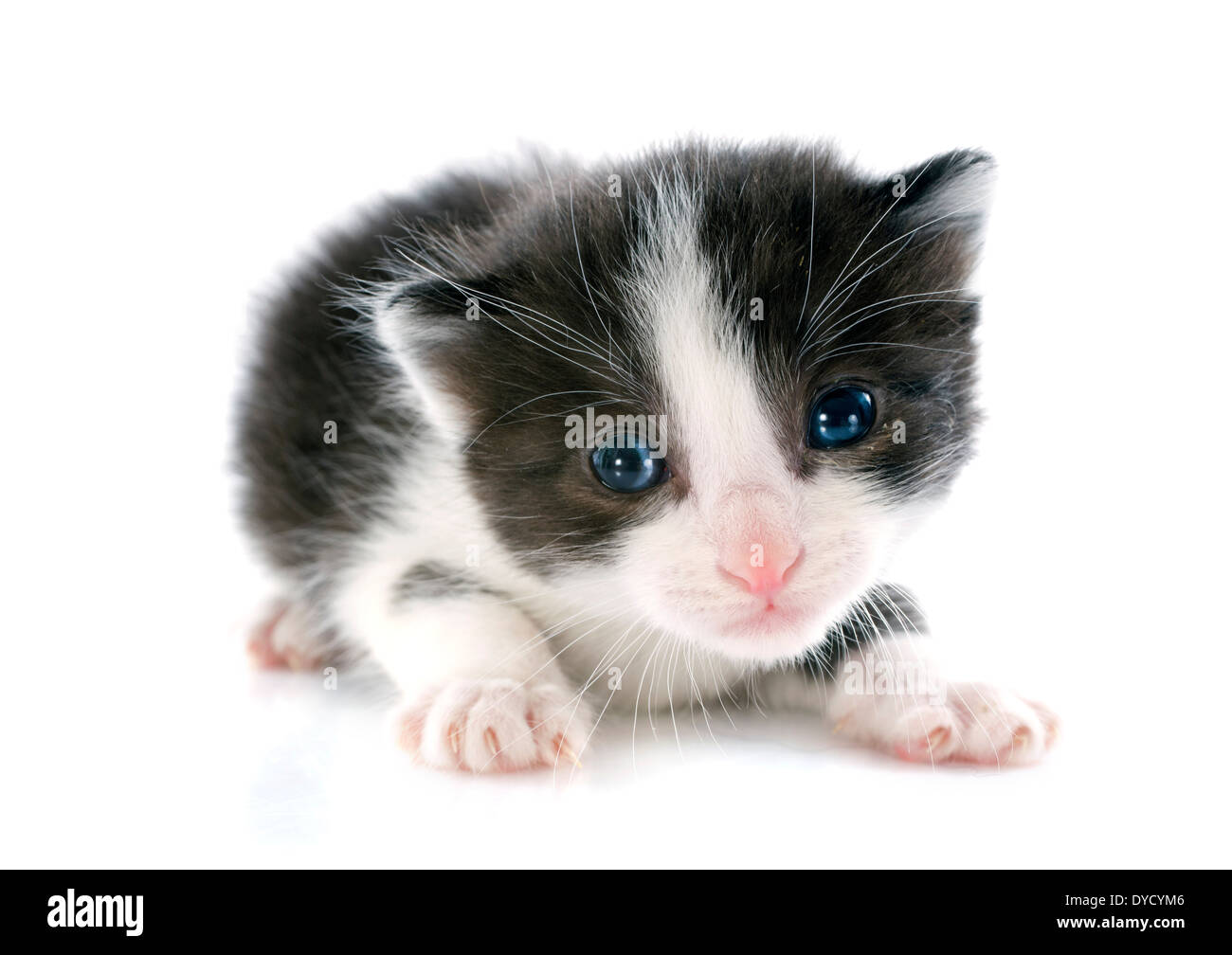 black and white kitten in front of white background Stock Photo - Alamy