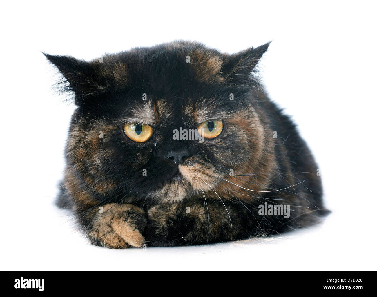 exotic shorthair cat in front of white background Stock Photo