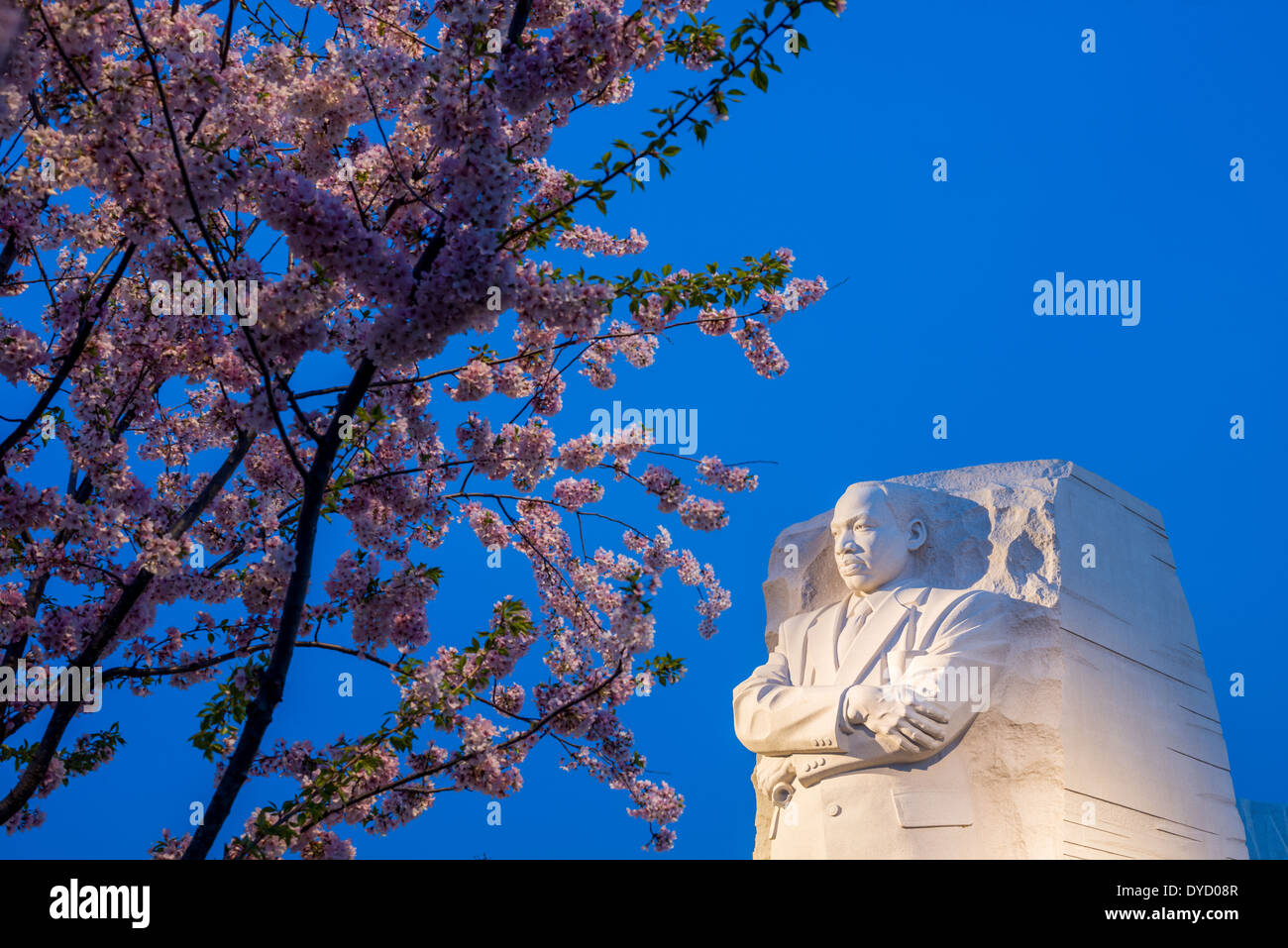 WASHINGTON DC, USA - The statue of Martin Luther King with cherry ...
