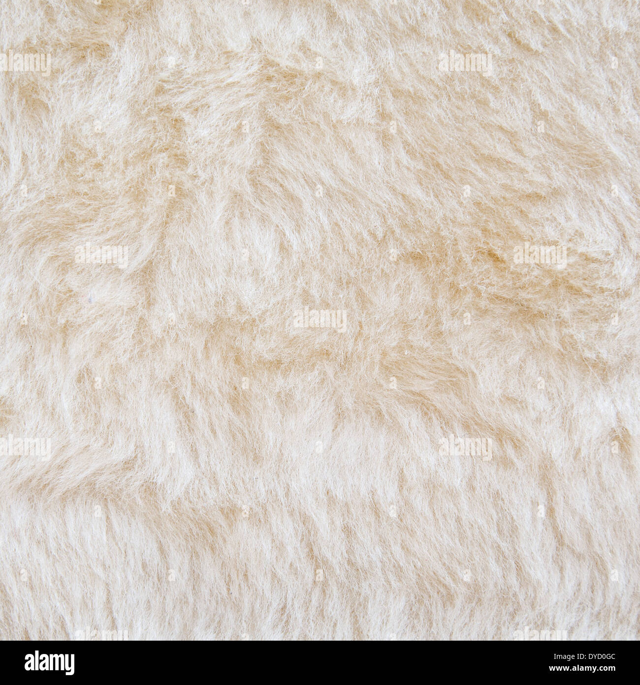 White fur of polar bear texture background Stock Photo