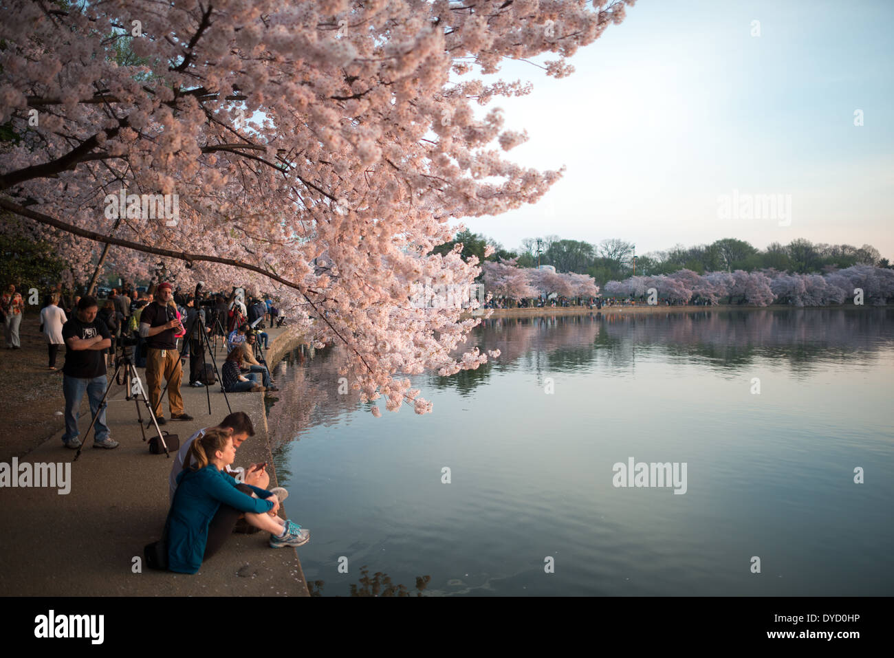 WASHINGTON DC, USA - Hundreds of thousands of tourists converge on Washington DC's Tidal Basin each spring for the annual blooming of the Yoshino cherry blossoms. The oldest of the trees were planted as a gift from Japan in 1912. Stock Photo