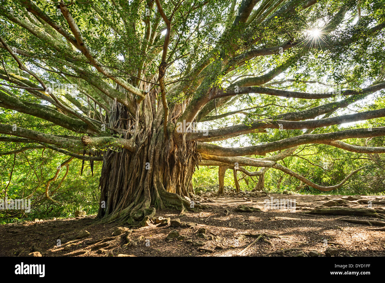 The large and majestic banyan tree located on the Pipiwai Trail in Maui. Stock Photo