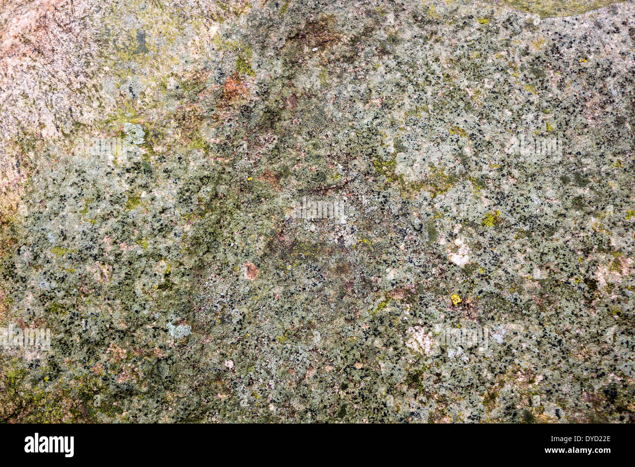 Moss growing on the top of a large rock or boulder. Stock Photo