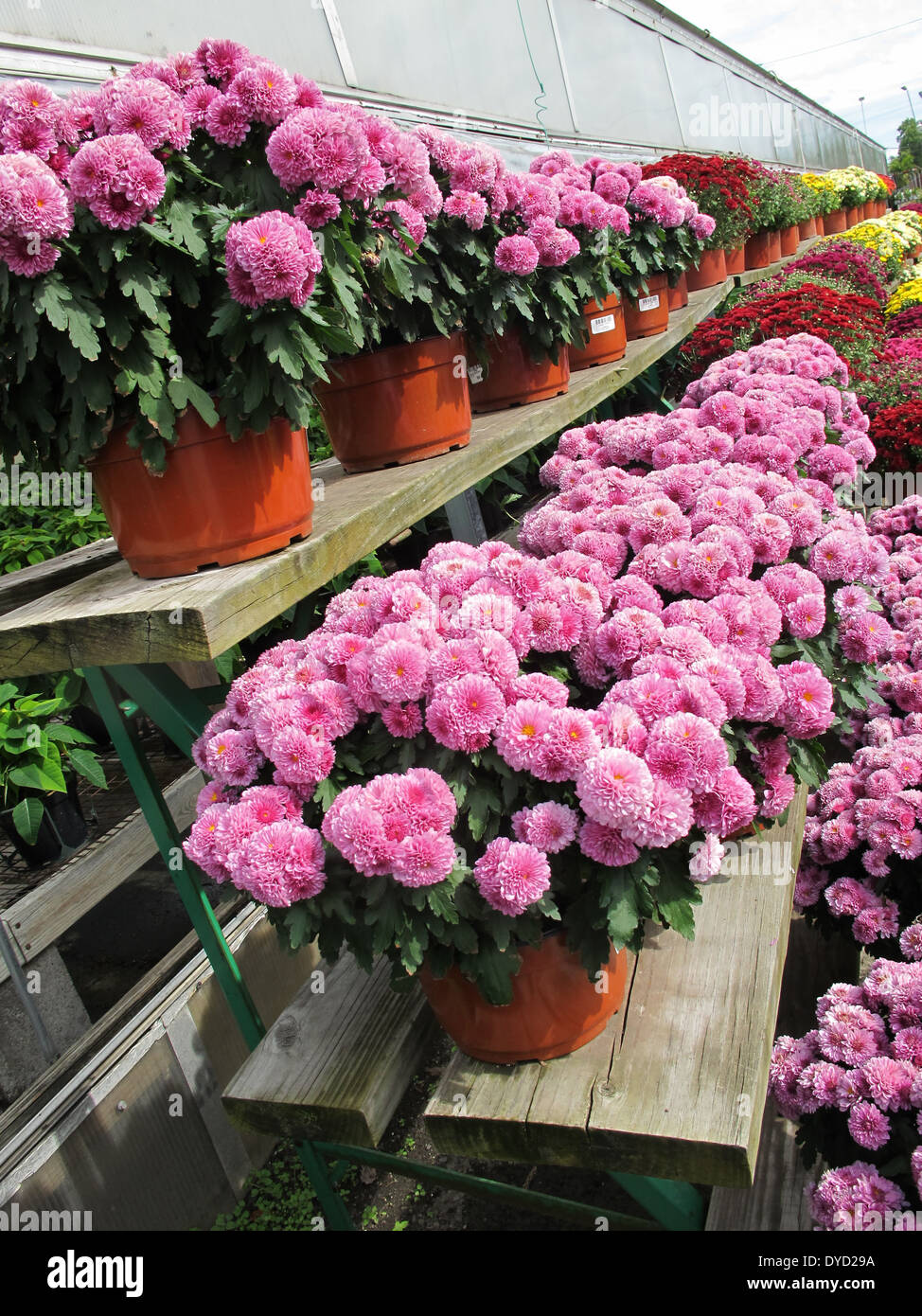 Mums for sale hires stock photography and images Alamy