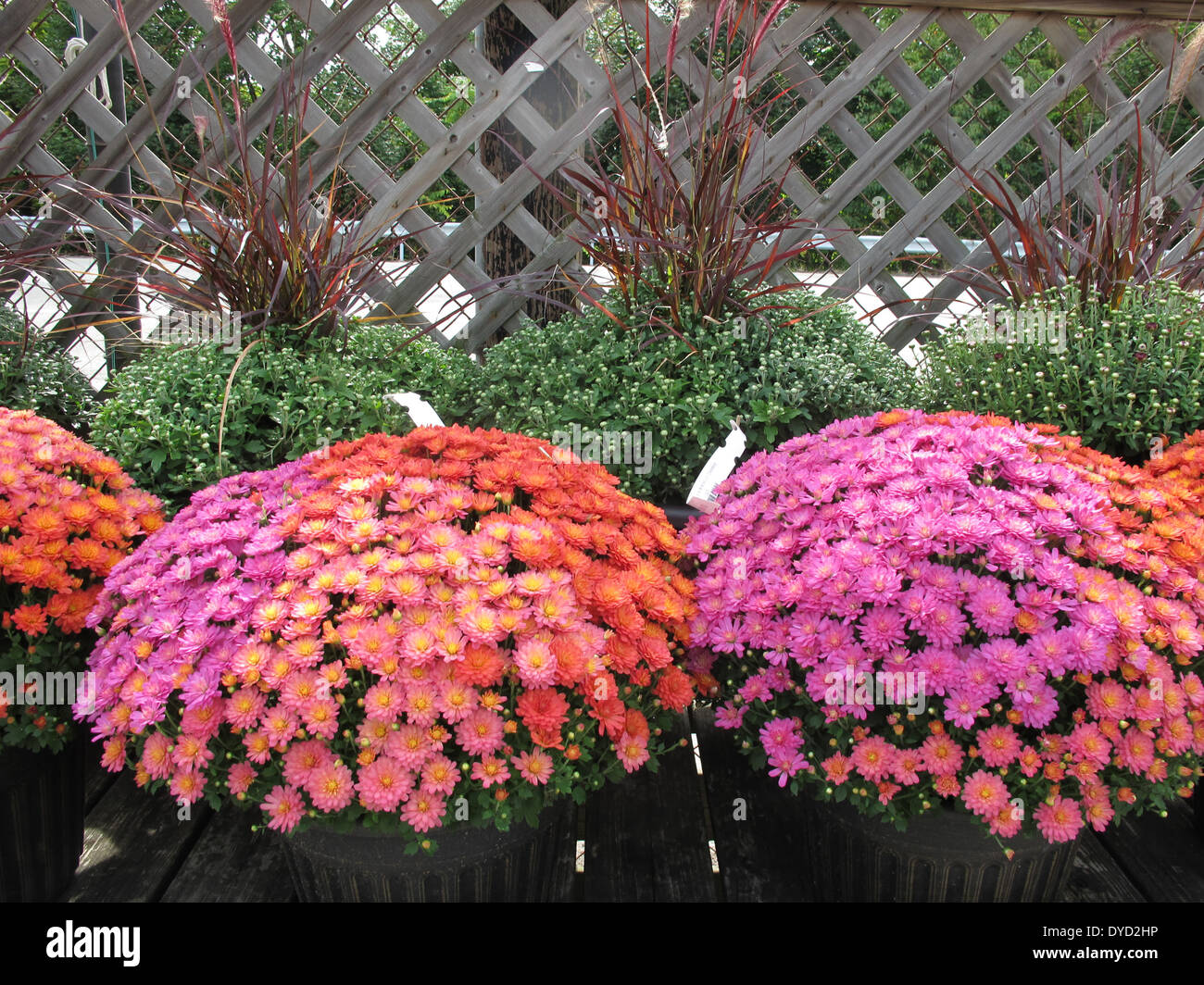 Colorful mums ready for sale Stock Photo Alamy