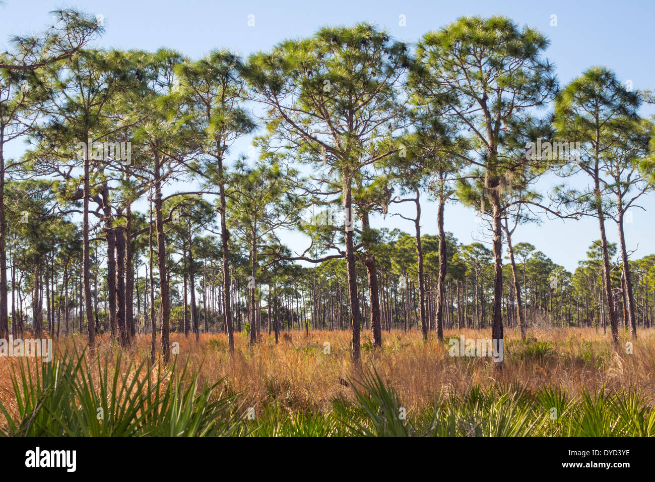 Florida Port Charlotte Harbor, Don Pedro Island State Park