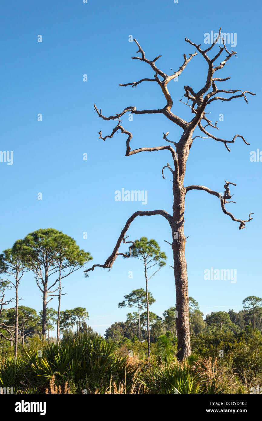 florida pine trees dying