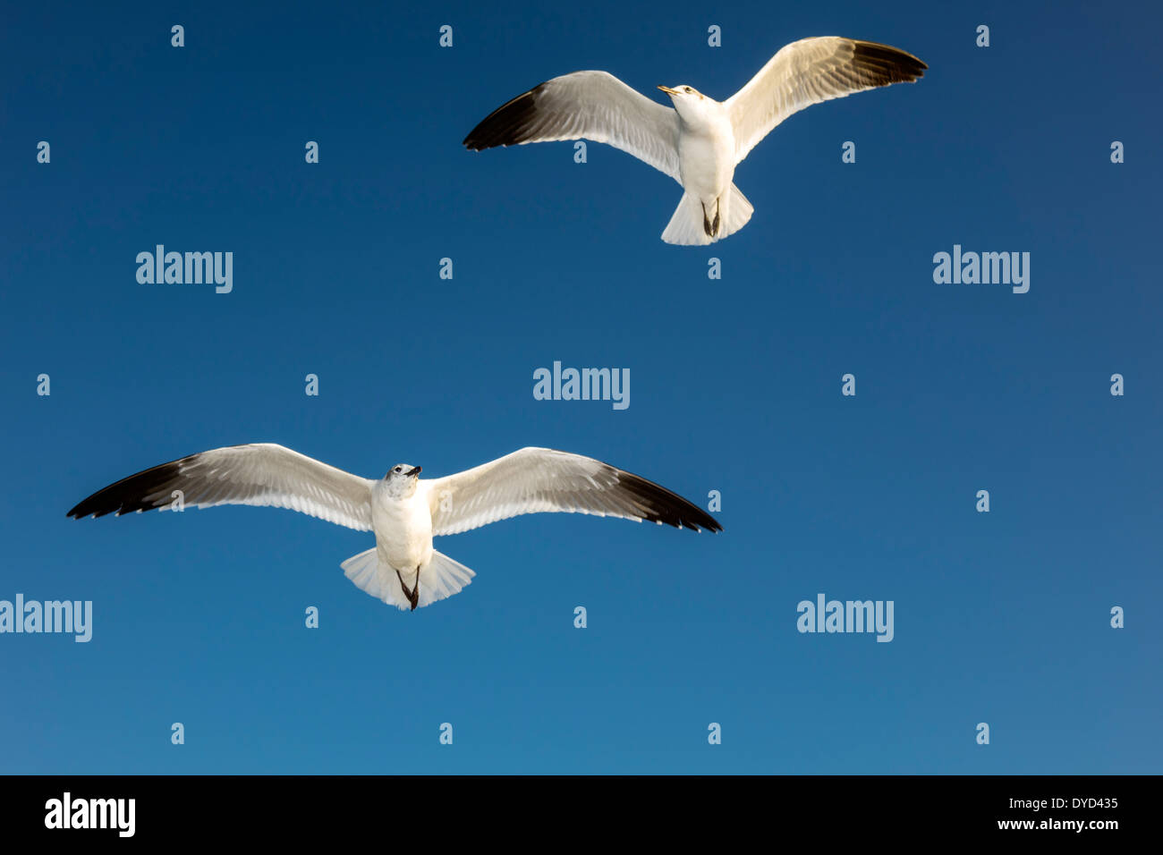 Florida Englewood,Indian Mound Park,seagull seagulls,in flight,flying