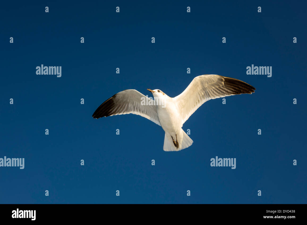 Florida Englewood,Indian Mound Park,seagull seagulls,in flight,flying