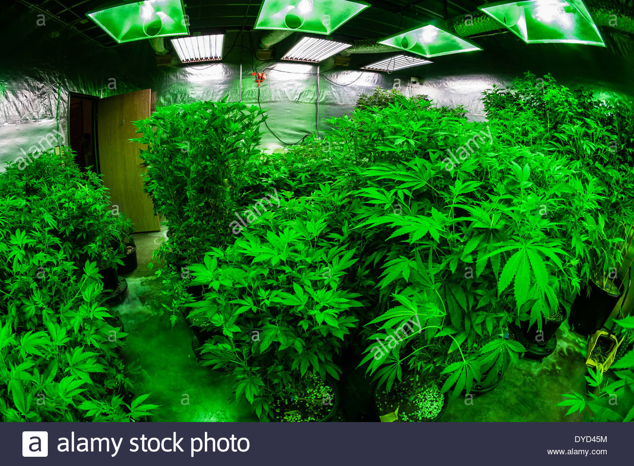 The Green Mile Grow Room With Marijuana Plants In