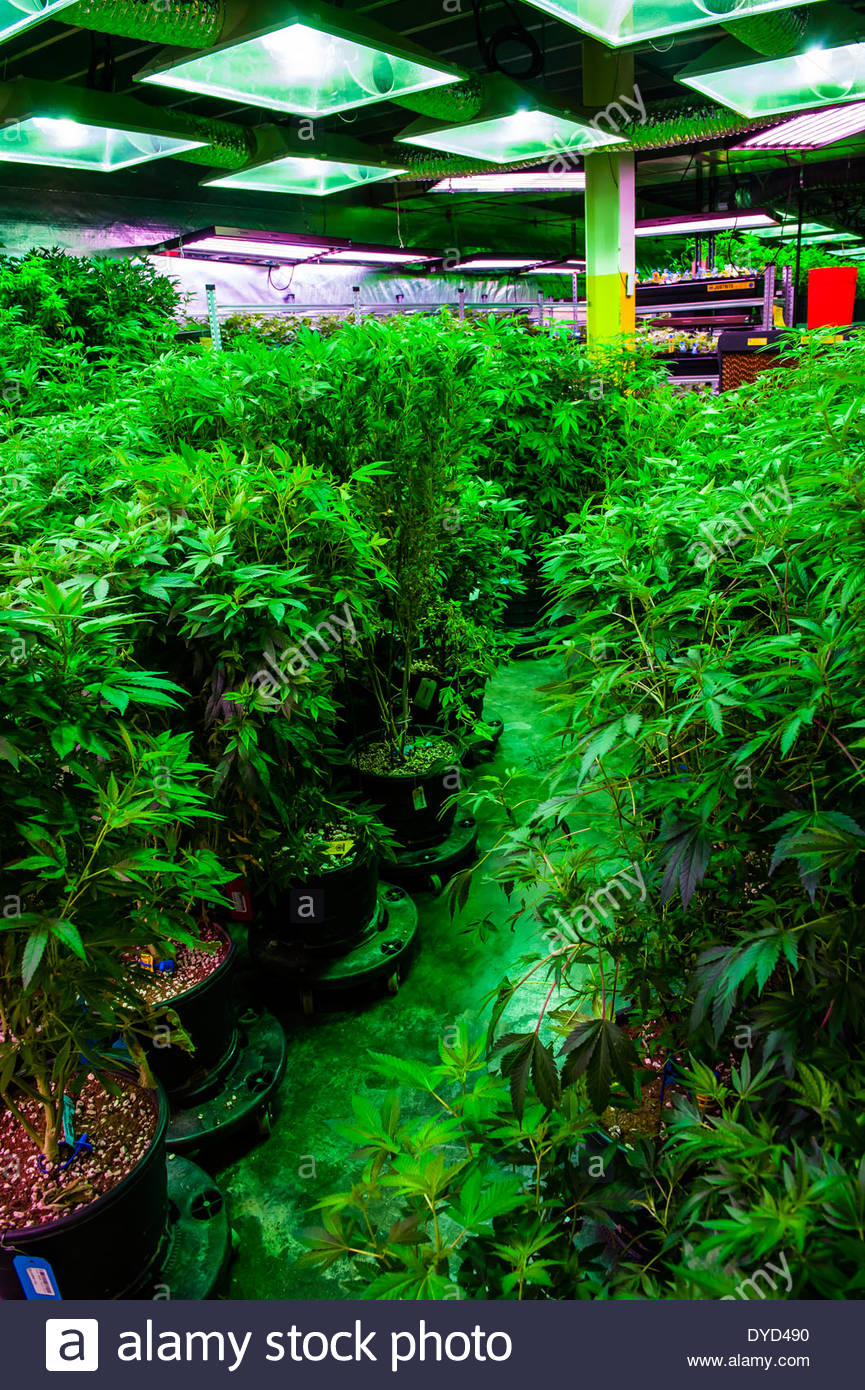 The Green Mile Grow Room With Marijuana Plants In