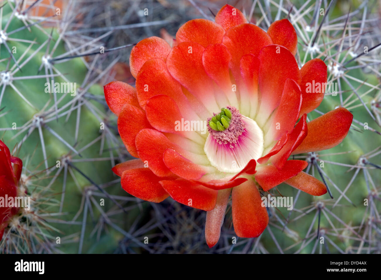 Claret Cup Cactus Flower (Echinocereus triglochidiatus) Stock Photo