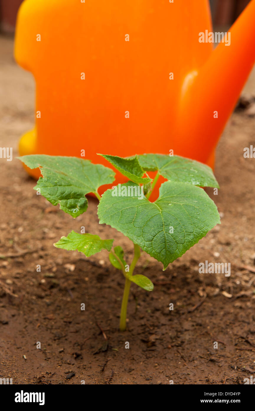 Young cucumber plant in the garden with an orange watering can Stock Photo