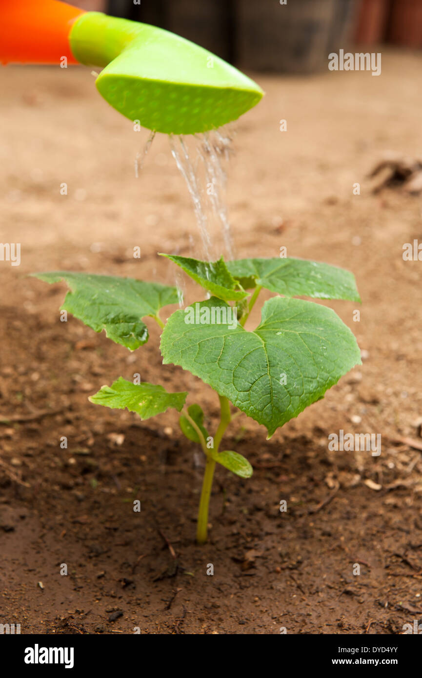 Orange watering can watering a young cucumber plant Stock Photo Alamy