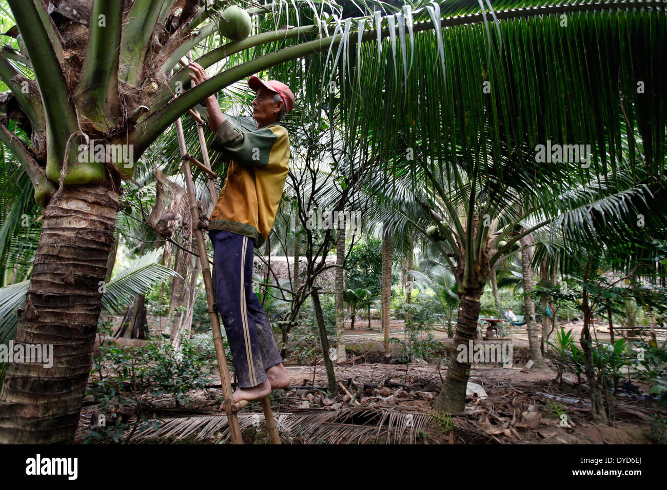 A man cleans up a coconut tree in Ben Tre province, Vietnam Stock Photo