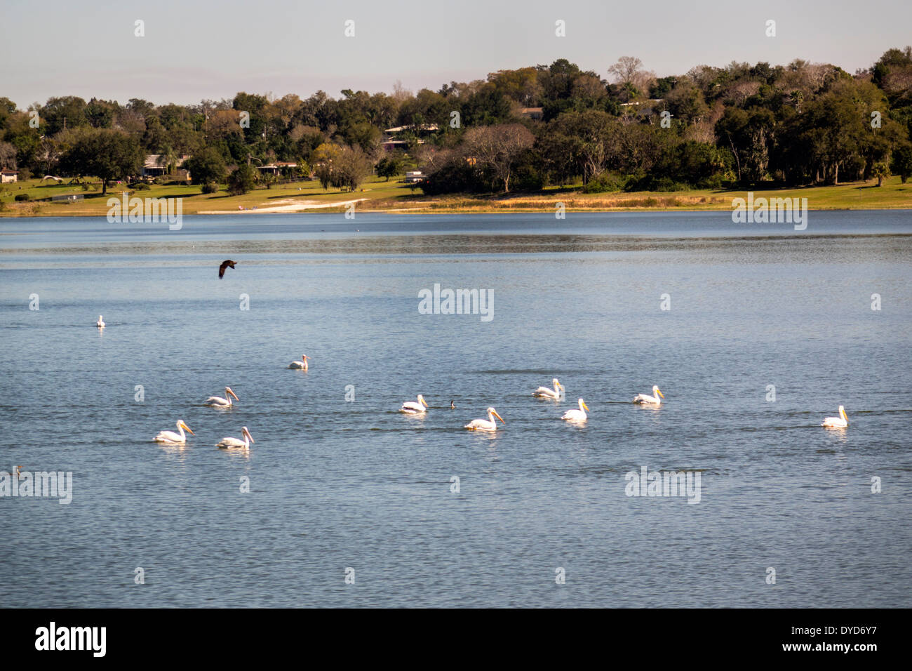 Lake Wales Florida,Lake Wailes,pelicans,water,visitors travel traveling tour tourist tourism landmark landmarks,culture cultural vacation group people Stock Photo