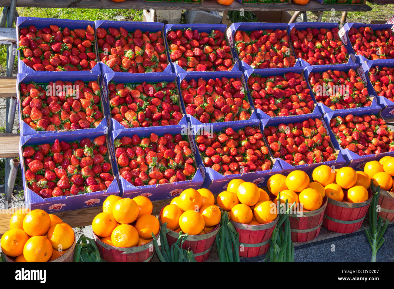 Vero Beach Florida,roadside produce stand,vendor vendors seller,stall