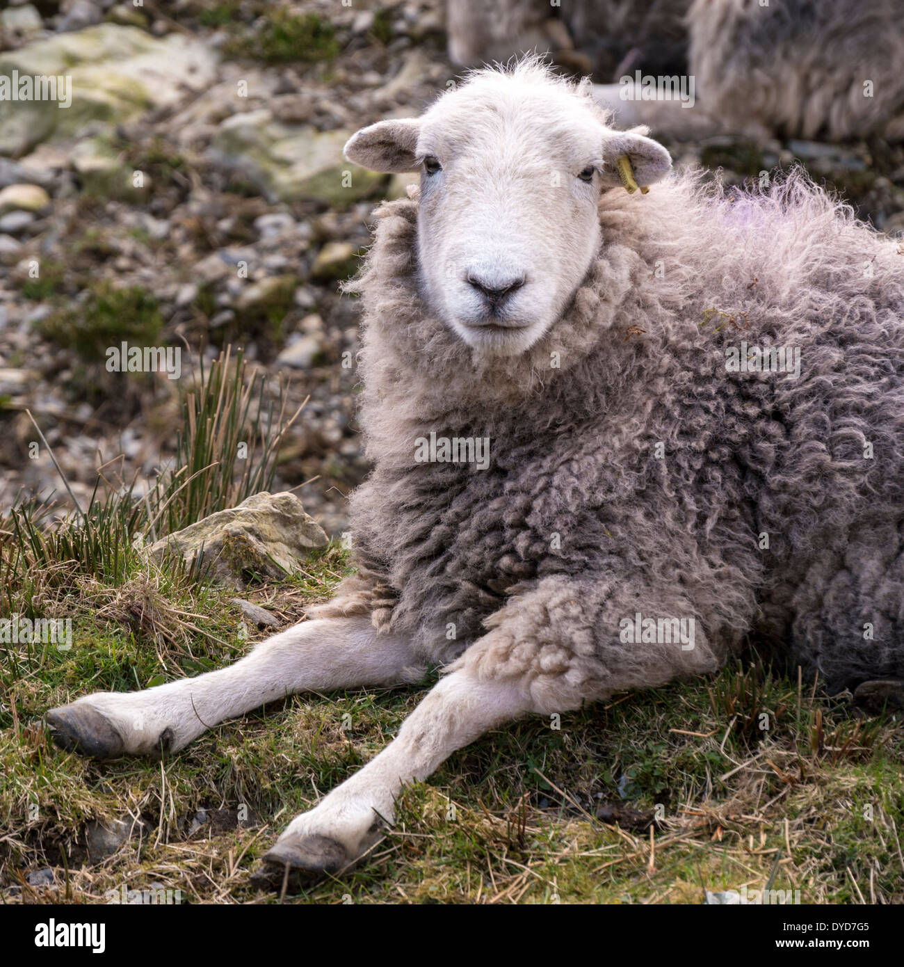 Cute white woolly Herdwick sheep lying on ground, Lake District, Cumbria, England, UK Stock Photo