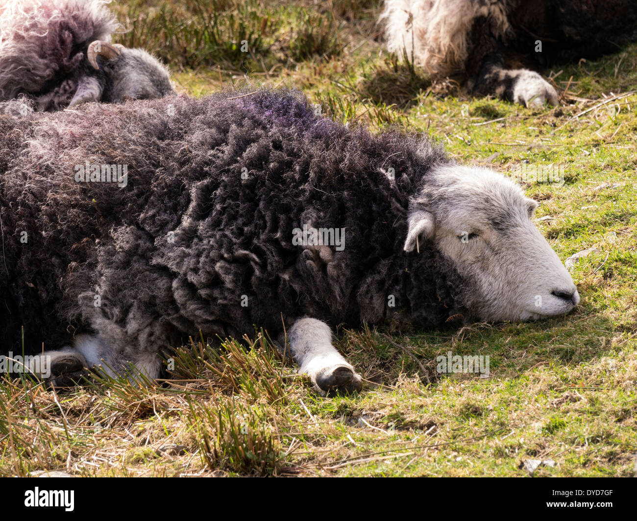 Sleeping black and white Herdwick sheep on grass, Lake District, England, UK Stock Photo