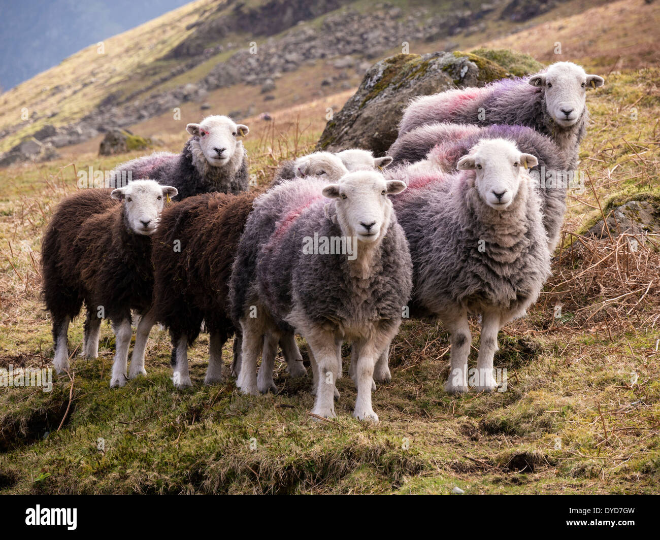 Small flock of Herdwick sheep on Lakeland hill side, Lake District, England, UK Stock Photo