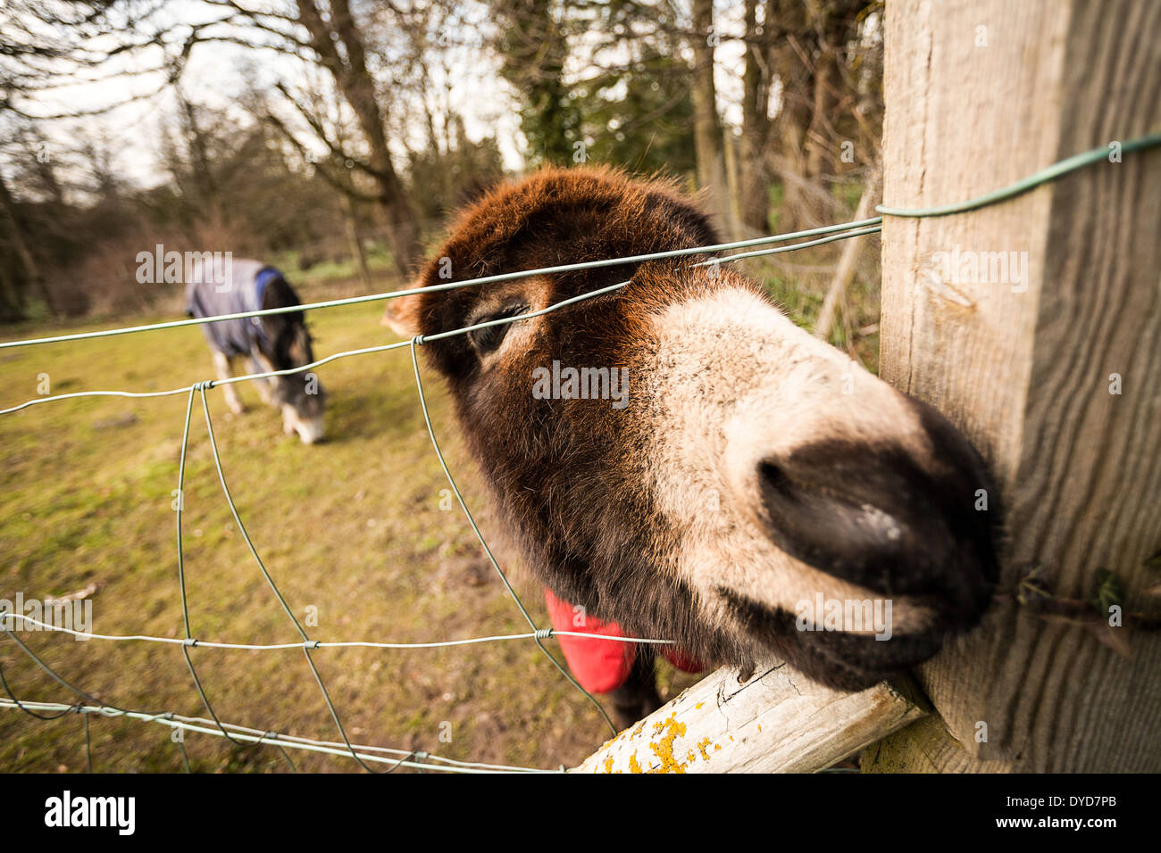 Close up of a donkey in a field Stock Photo