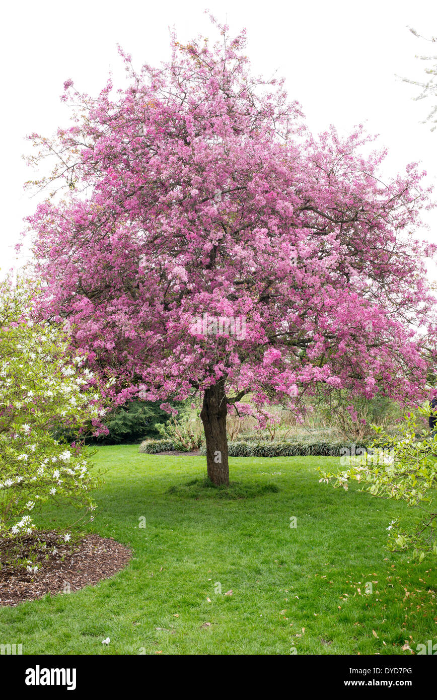 Malus domestica 'Laxton's Red'garden tree in blossom Stock Photo