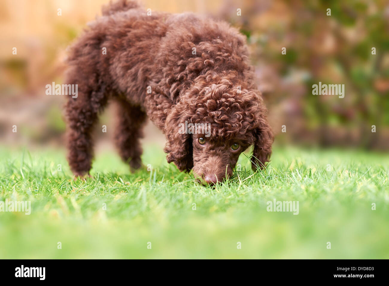 A miniature poodle puppy playing on the grass in the garden Stock Photo ...